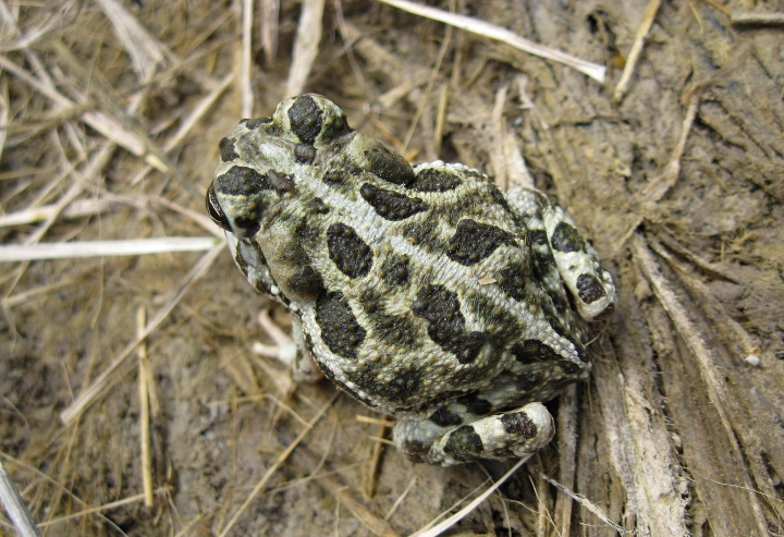 Great Plains Toad